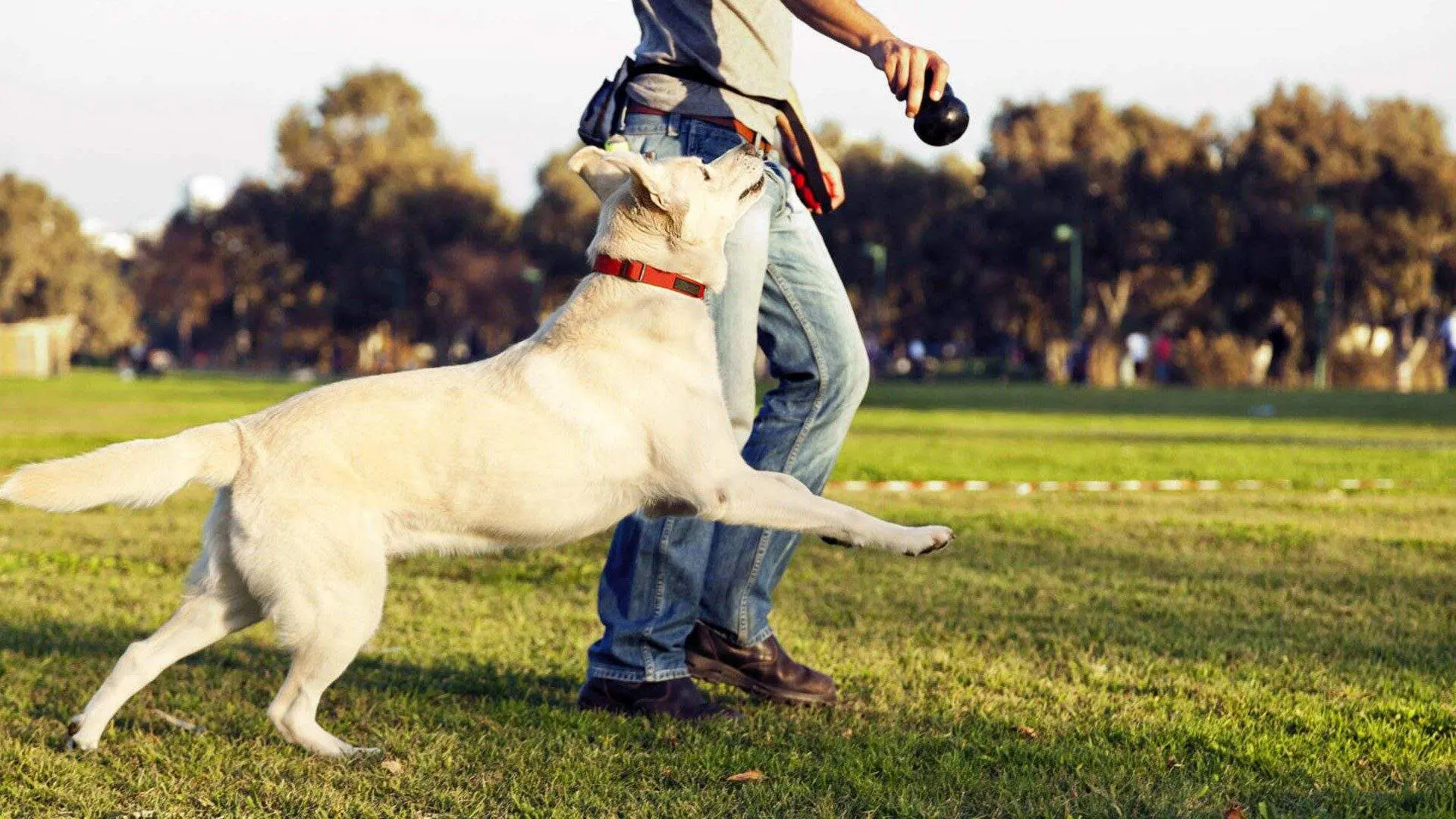 Unlock Your Dog’s Potential with Expert Nose Work Training