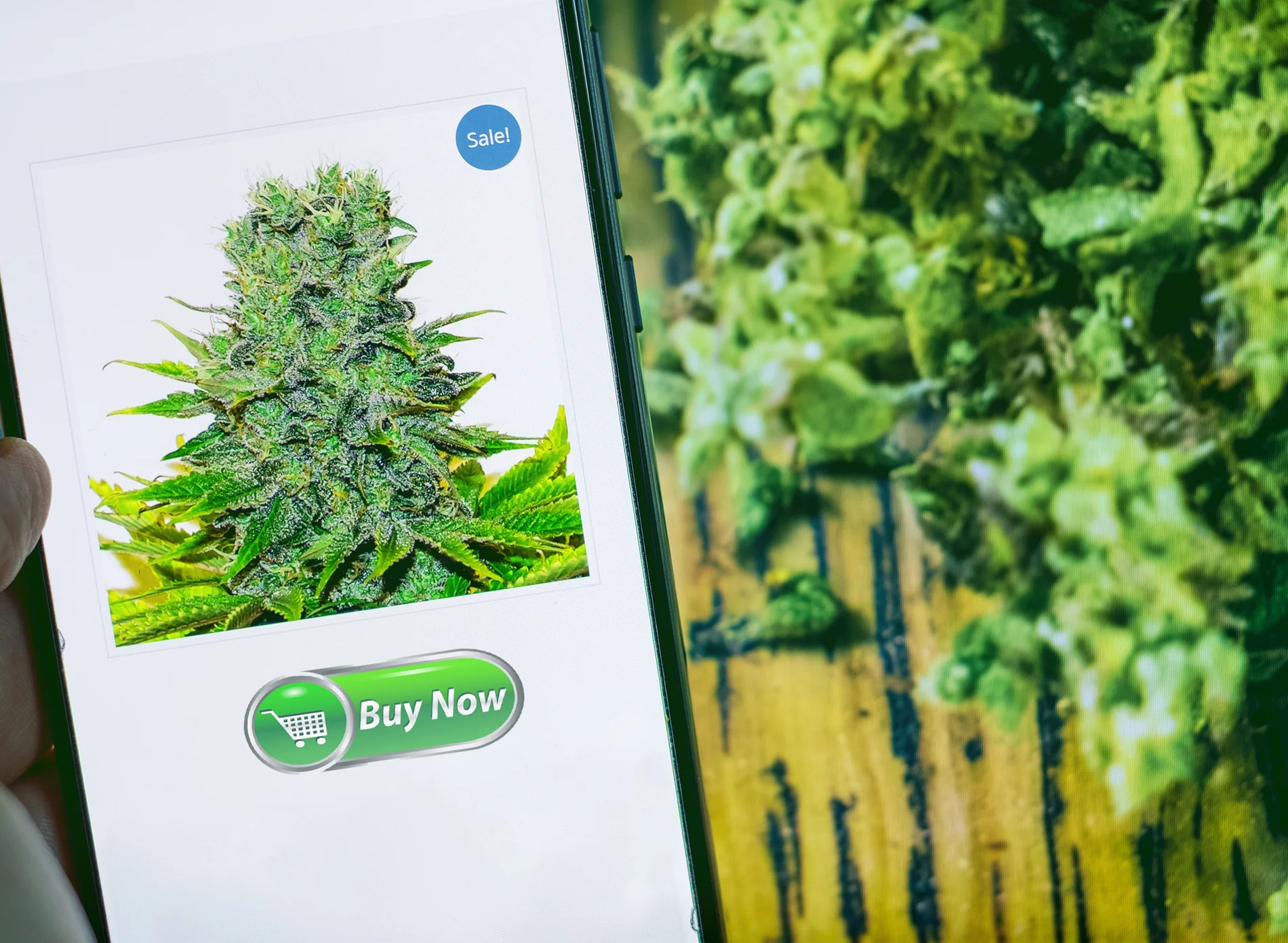 WHERE YOU CAN LEGALLY BUY THC ONLINE IN 2025